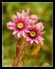 Fleurs_90
