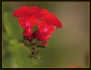 Fleurs_91