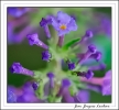 Fleurs_92