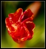 Fleurs_93