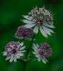 Fleurs_95