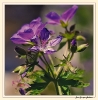 Fleurs_96