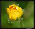 Fleurs_97