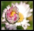 Fleurs_98