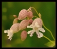 Fleurs_99