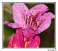 Fleurs_9