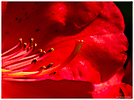 Fleurs