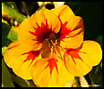 Fleurs jardin_2