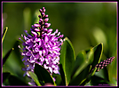 Fleurs jardin_4