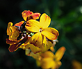 Fleurs jardin_5
