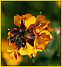 Fleurs jardin_6