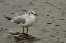 Oiseaux