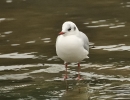Oiseaux