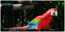 Oiseaux