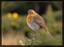 Oiseaux