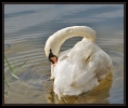 Oiseaux