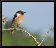 Oiseaux