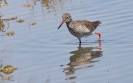 Oiseaux