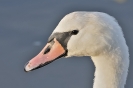 Oiseaux