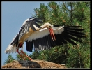 Oiseaux