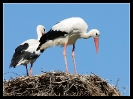 Oiseaux