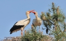 Oiseaux
