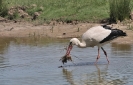 Oiseaux