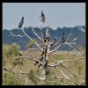 Oiseaux