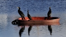 Oiseaux