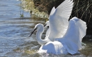 Oiseaux