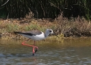 Oiseaux