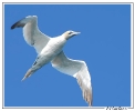 Oiseaux