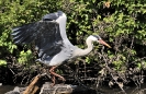 Oiseaux