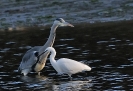 Oiseaux