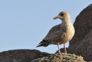 Oiseaux