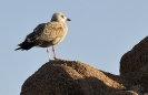 Oiseaux