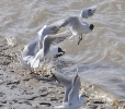 Oiseaux