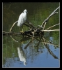 Oiseaux